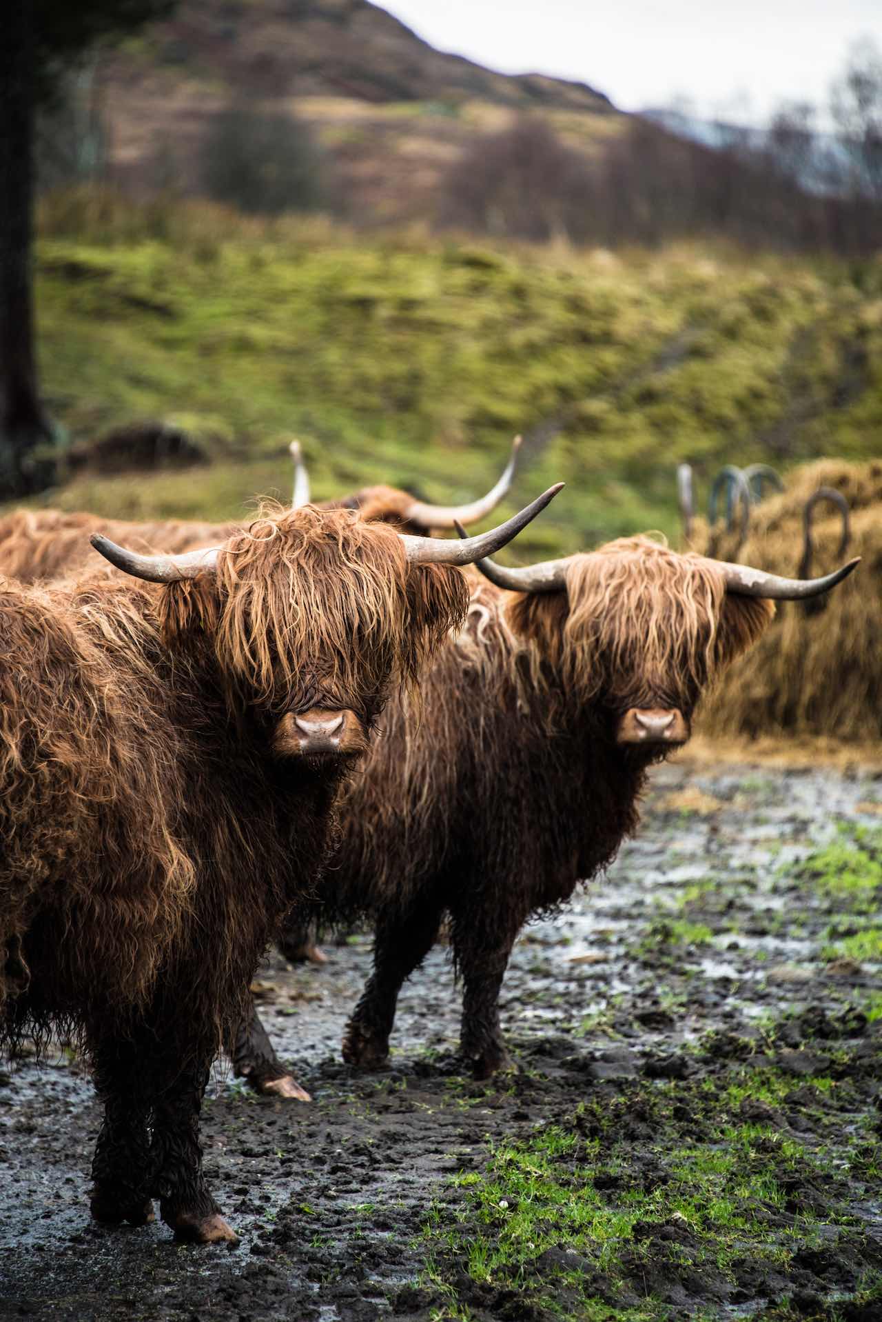 Hairy Coo HIghlands Scotland