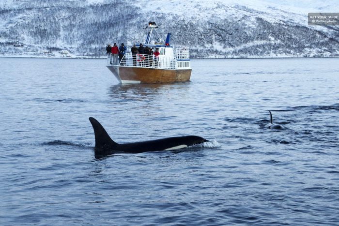 Polar Whale and Sea Bird Safari by Boat from Tromsø