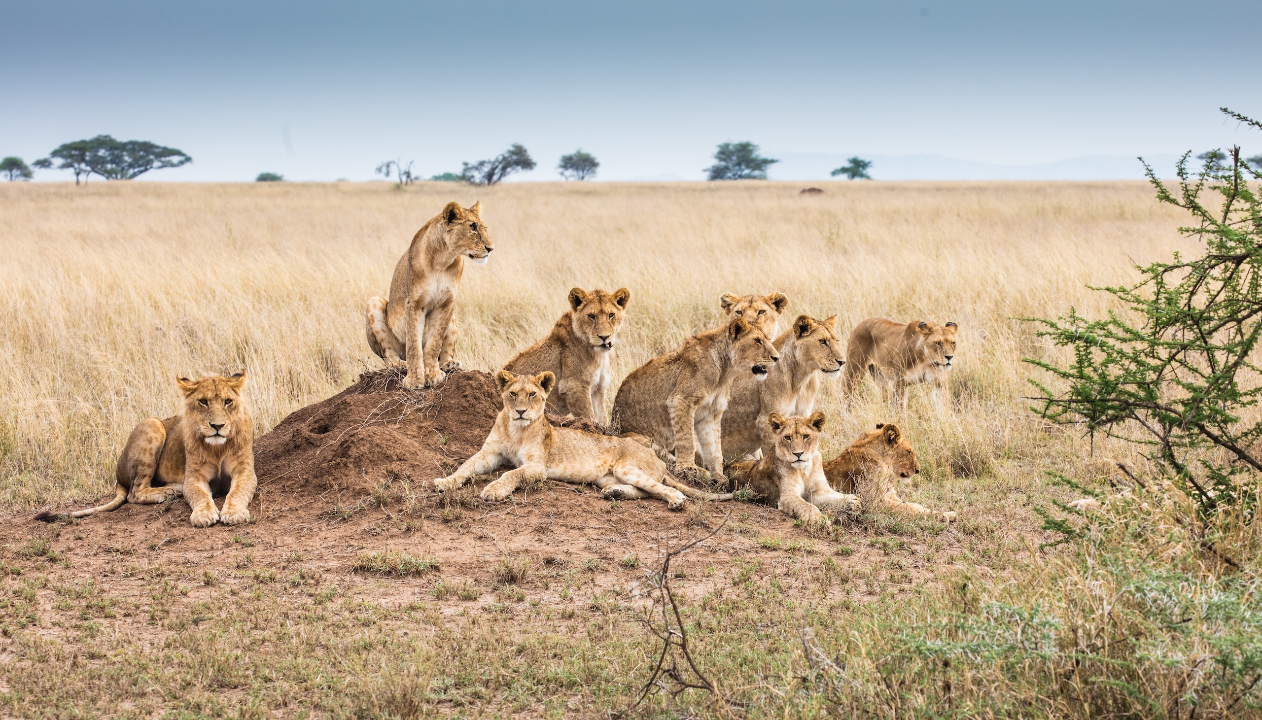   Ngorongoro Crater & Serengeti National Park
