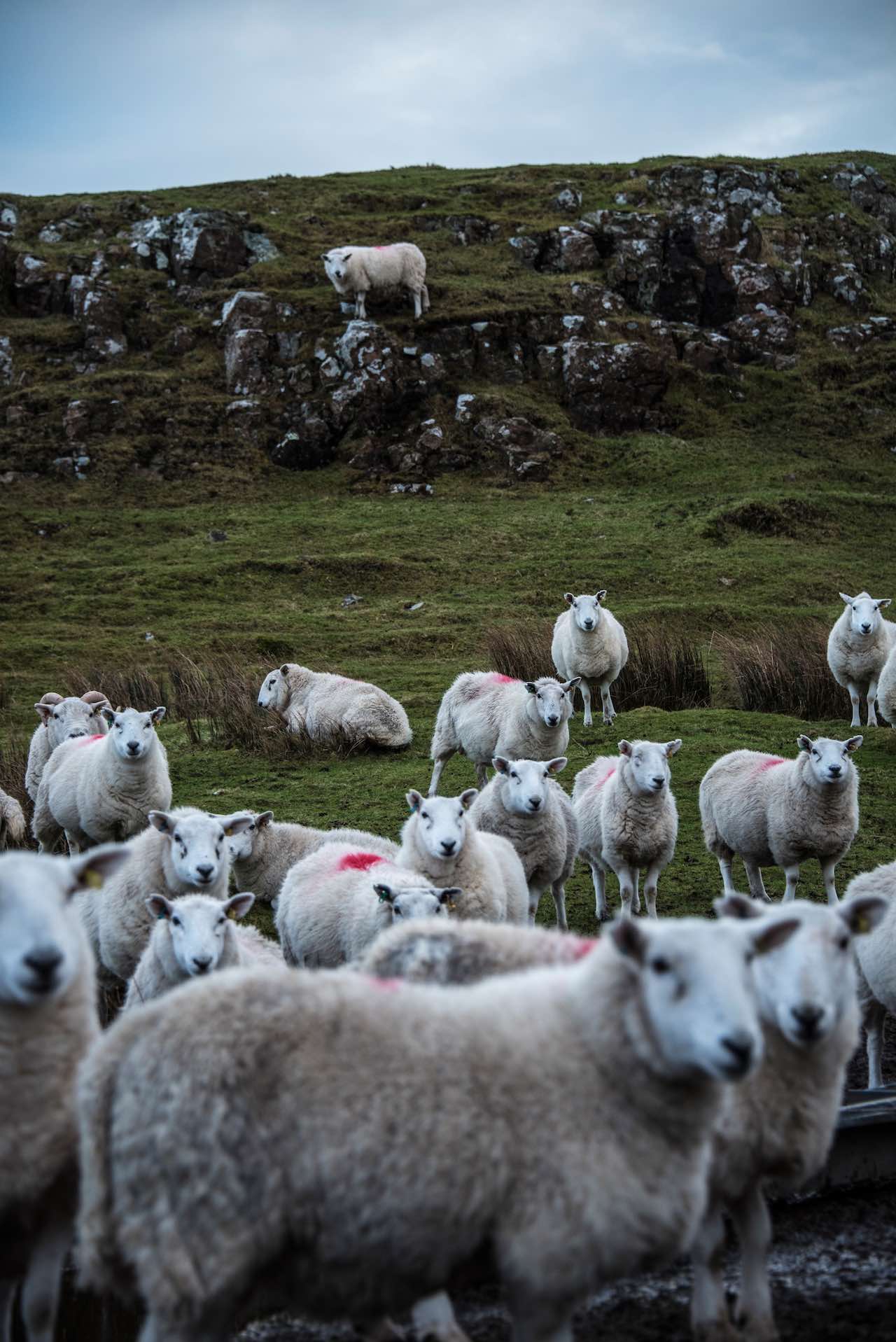 Sheep on Skye Scotland