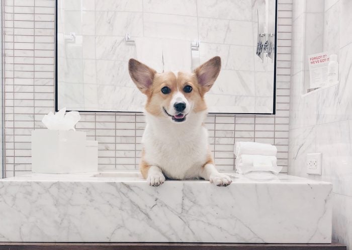 The Best Pet-Friendly Hotels in New York City
